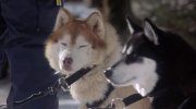Snow Dogs