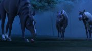 Spirit Untamed