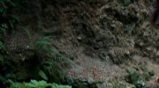 Swiss Army Man