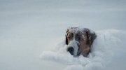 The Call of the Wild