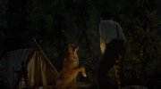The Call of the Wild
