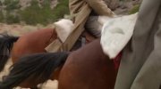 The Harder They Fall