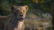 The Lion King