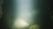 The Rescue