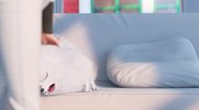 The Secret Life of Pets