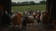 The Sheep Detectives
