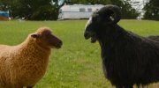 The Sheep Detectives