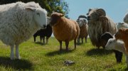 The Sheep Detectives