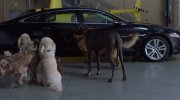 Think Like a Dog