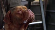 Turner & Hooch