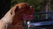 Turner & Hooch