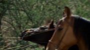 Two Mules for Sister Sara