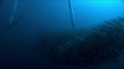 Voyage of Time: Life's Journey