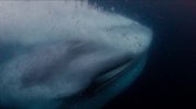 Voyage of Time: Life's Journey