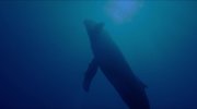 Voyage of Time: Life's Journey