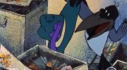 Prodigal parrot returns