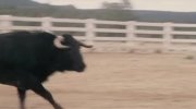 Wild Hogs