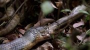 Wild Karnataka
