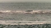 Wild Karnataka