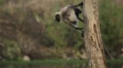Wild Karnataka