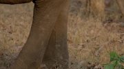Wild Karnataka