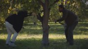 Windfall